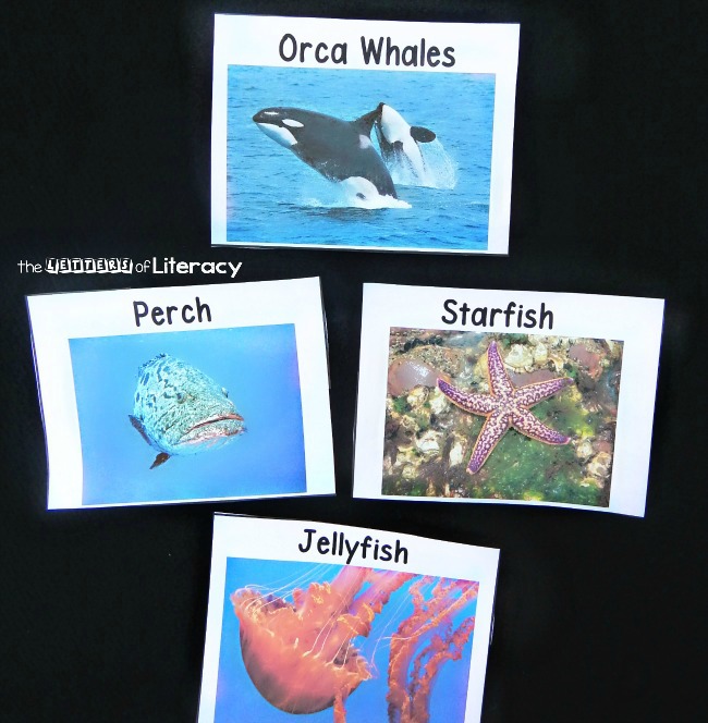 Learn about ocean animals and build up your vocabulary with these ocean animal vocabulary cards. They are great to add to your ocean unit of study! 