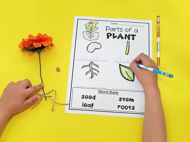 Parts of a Plant Labeling Activity