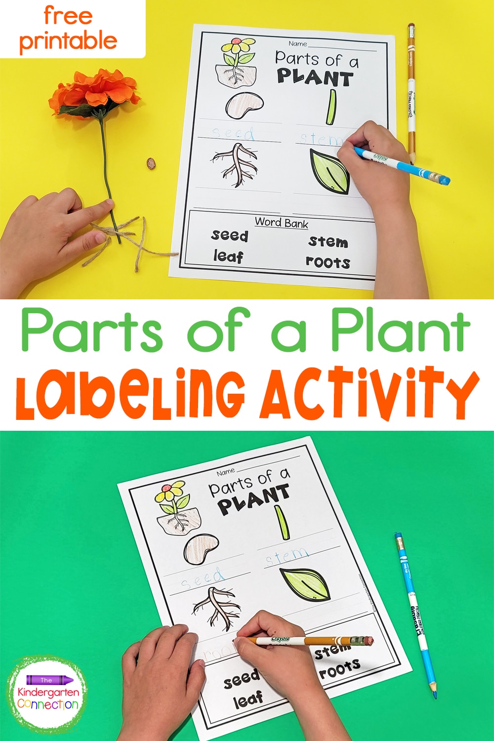 Dive into a unit on plants with this free Parts of a Plant Labeling Activity! It's a simple printable that will bring tons of fun!