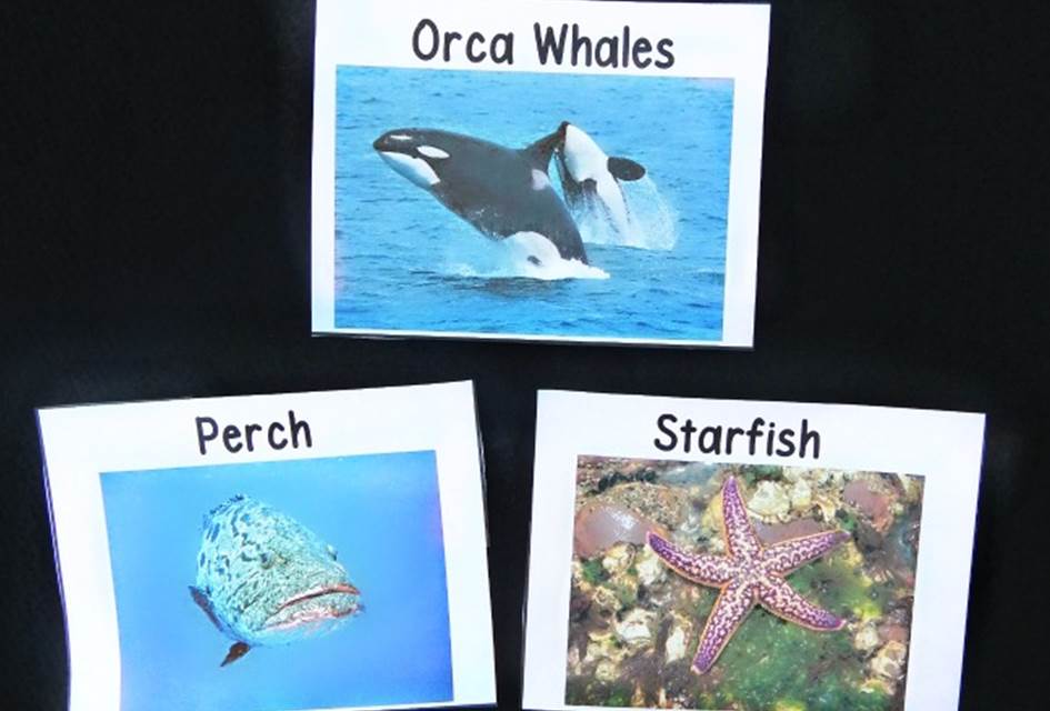 ocean animal vocab cards main image