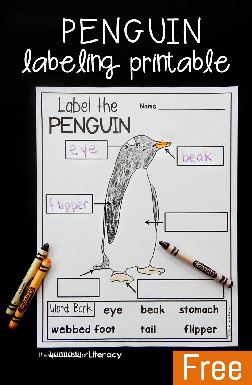 Parts Of A Penguin Labeling Printable