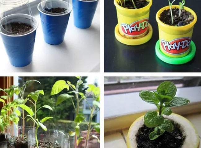 DIY Seed Starter Pots for the Classroom