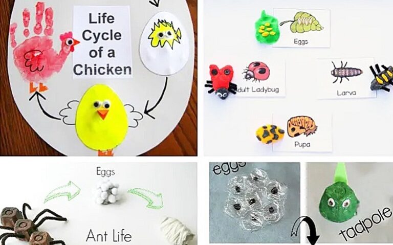 Must-Try Life Cycle Activities for Kids