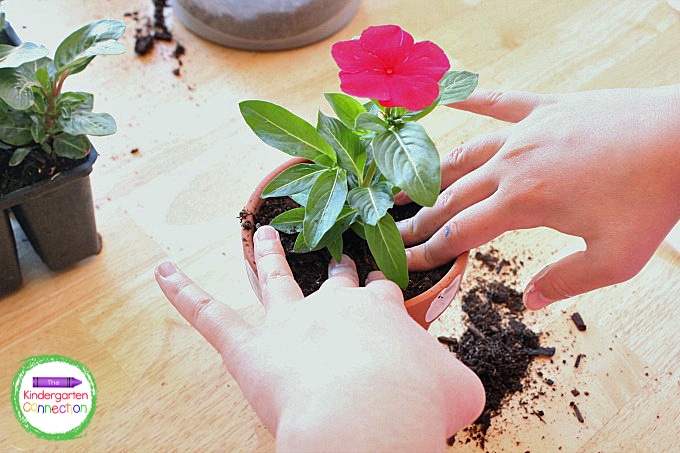 Place your flowers directly in the middle of your flower pot and carefully fill in soil all around.