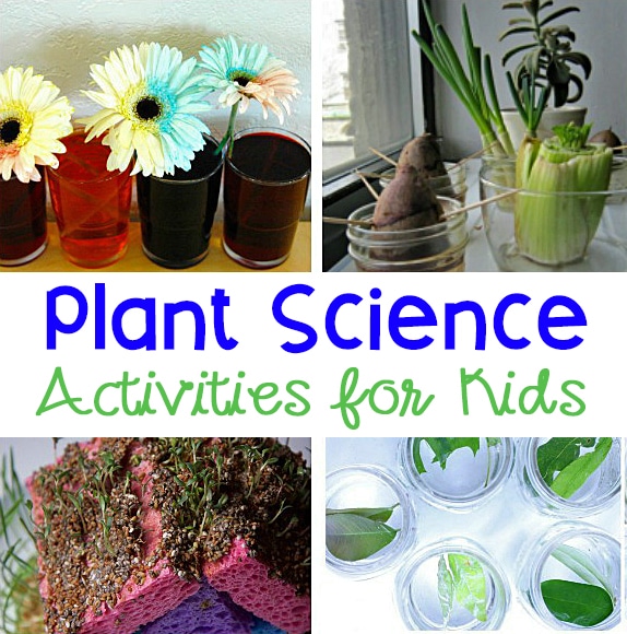 Teacher Made Science Center Educational Learning Resource Game Plant Parts 