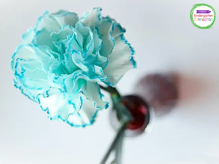 Place the white carnations into the blue colored water and leave them until they turn blue.