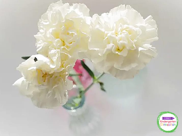 Begin the flower science experiment with fresh-cut white carnations.