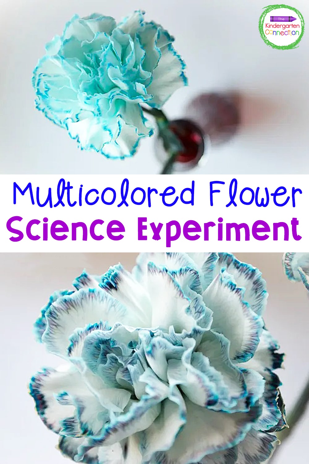 Our Multicolored Flower Science Experiment is a thrill for little scientists and super simple with very little prep time involved!