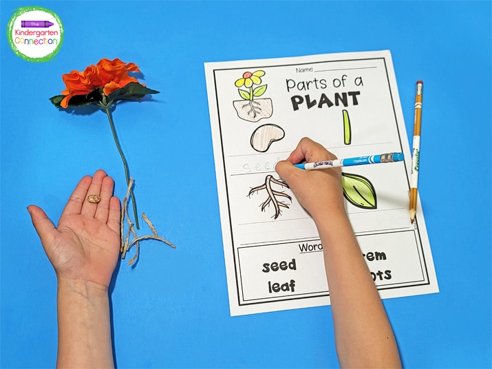 Add a hands-on element to this plant labeling activity with fake flowers, twine for the "roots," and dry beans.