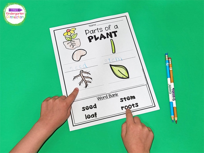 This printable labeling activity has fun pictures of plant parts and a word bank.