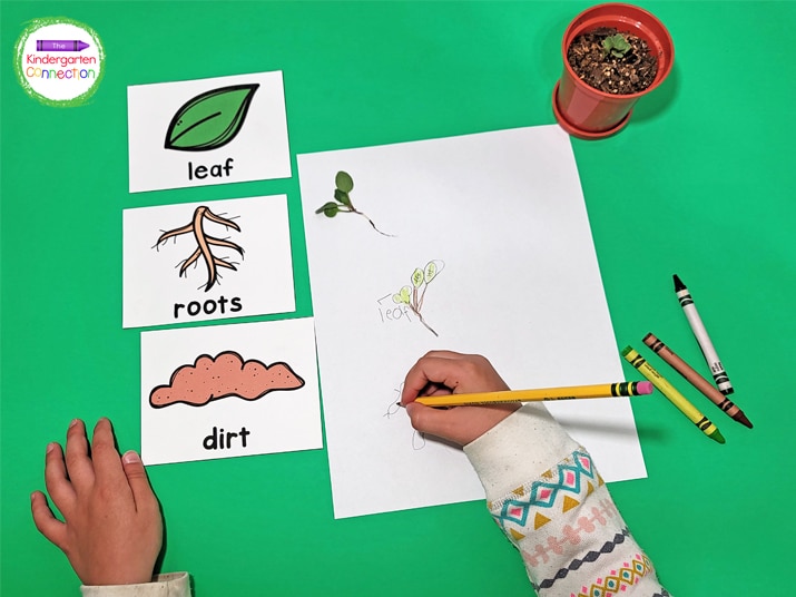 We built up our vocabulary and understanding of plant parts by drawing our plants and labeling them.