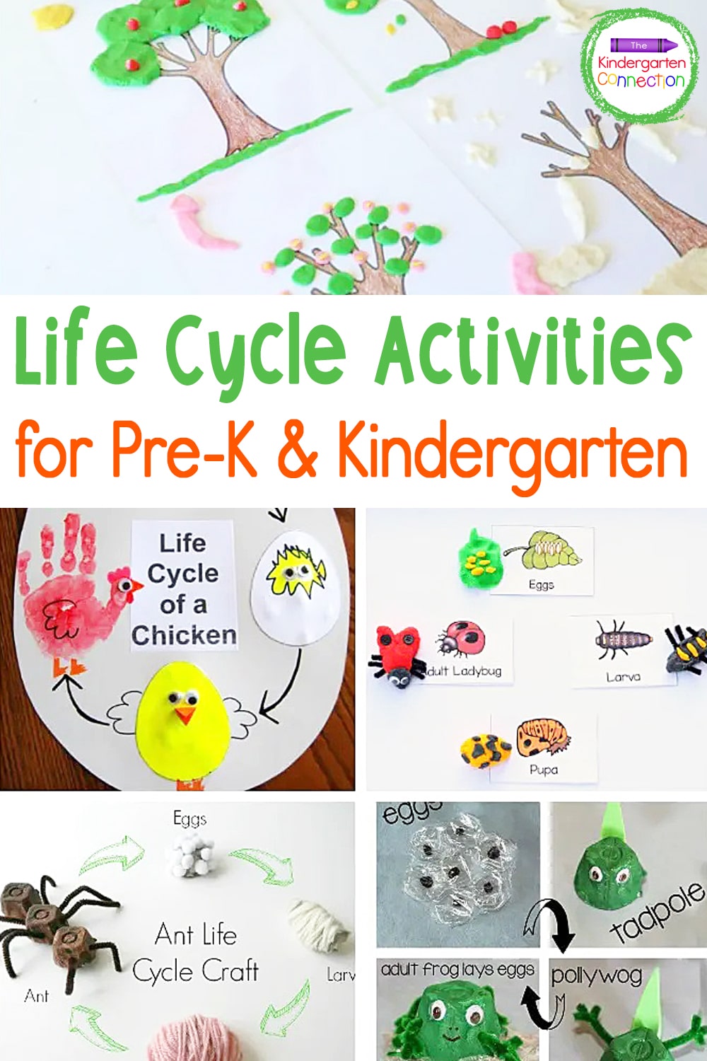 Learn about the life cycle of a plant, life cycles of animals, and so much more with these engaging Life Cycle Activities for Kids!