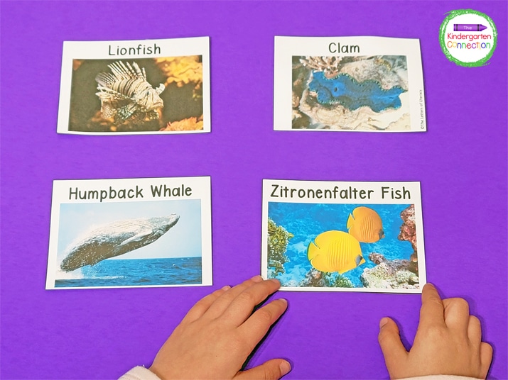 We lay the cards out so that we can clearly read the ocean animal names and pictures.