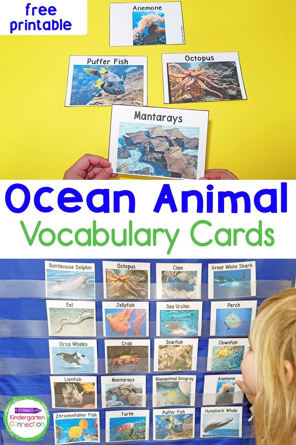 Learn about ocean animals and build up vocabulary with these free Ocean Animal Vocabulary Cards for Kindergarten!