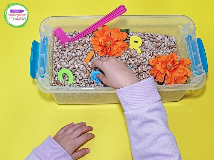 To prep the sensory bin, fill a container with pinto beans and letter manipulatives.