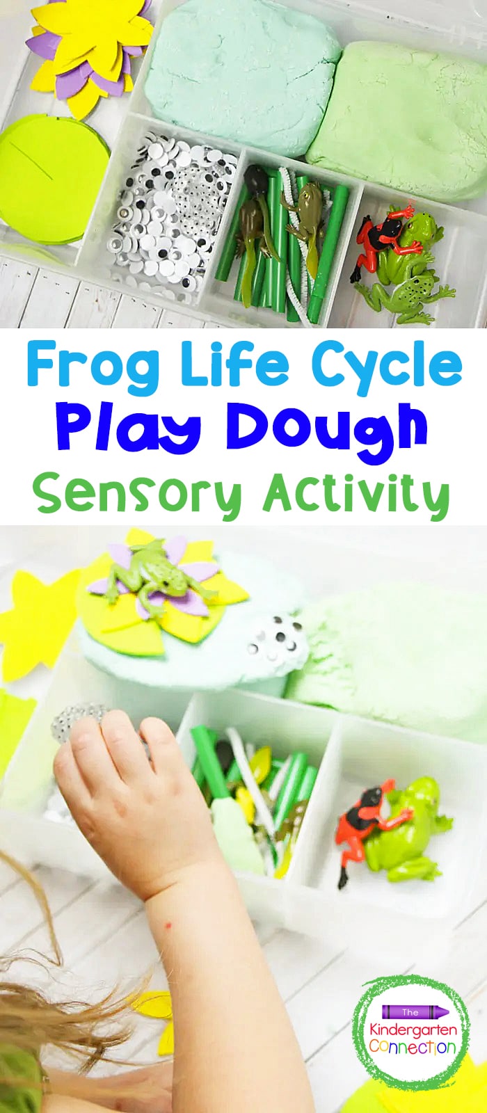 Frog Life Cycle Classroom Play Dough Kit - a perfect Spring-themed sensory play meets science. Teach kids all about the life cycle of a frog with this hands-on sensory experience