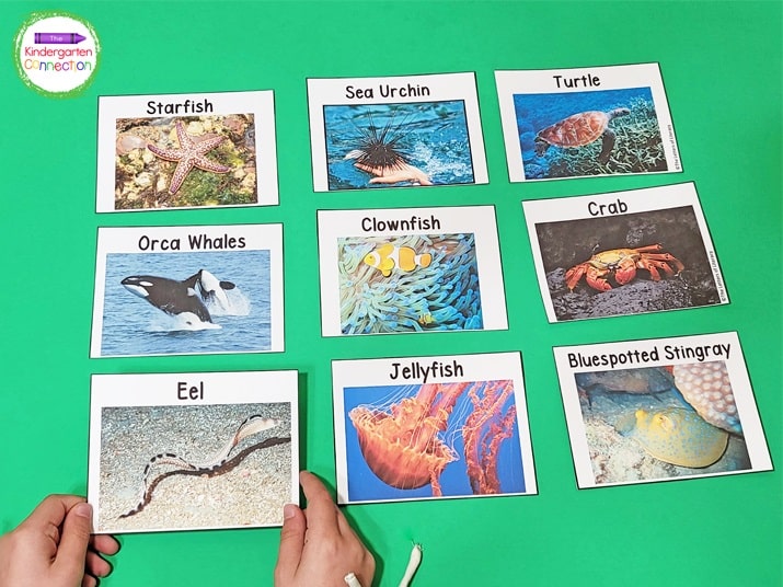 These Ocean Animal Vocabulary Cards have the name of the animal at the top and a real picture below the name.